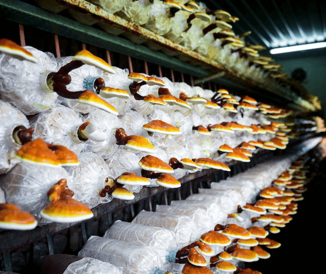 Where Can I Buy Reishi Mushrooms What are the Health Benefits of Reishi Mushrooms?